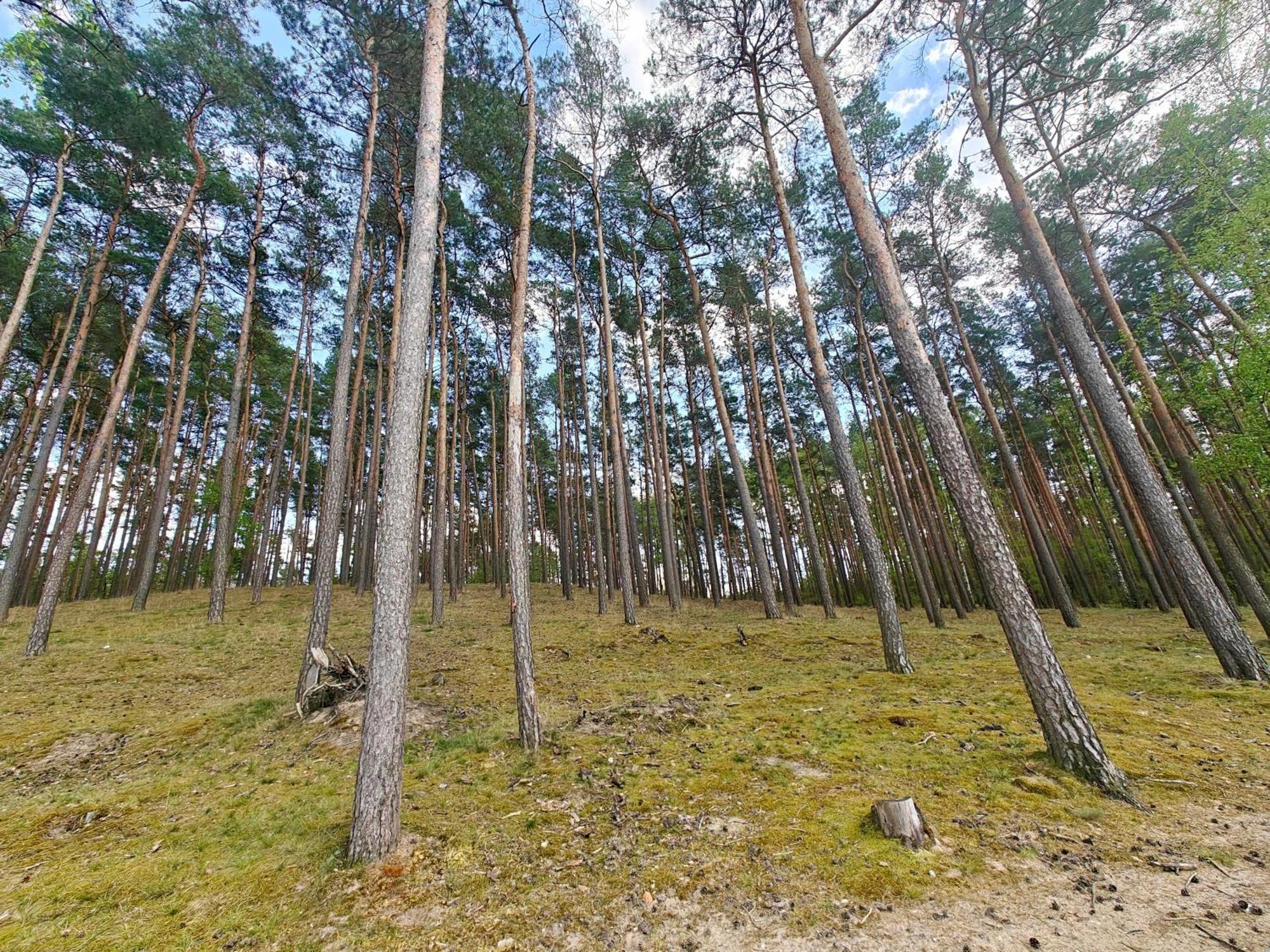 Lesna Ostoja W Centrum Puszczy Nadnoteckiej Otoczona 3 Jeziorami Miedzychod Kültér fotó